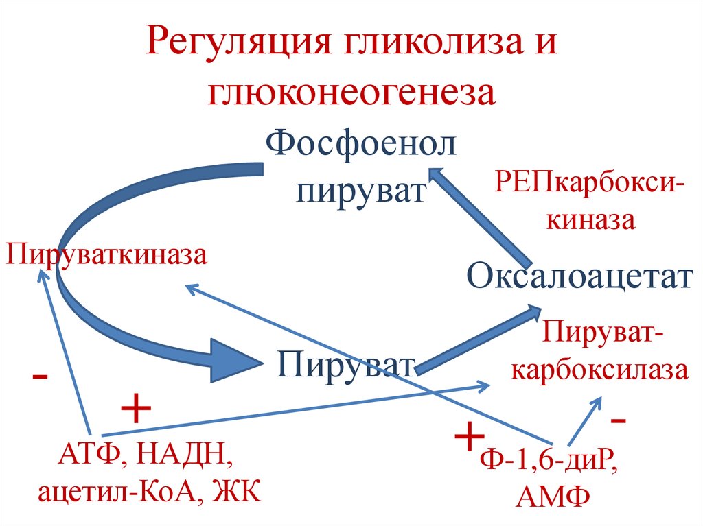 Схема регуляции гликолиза и глюконеогенеза