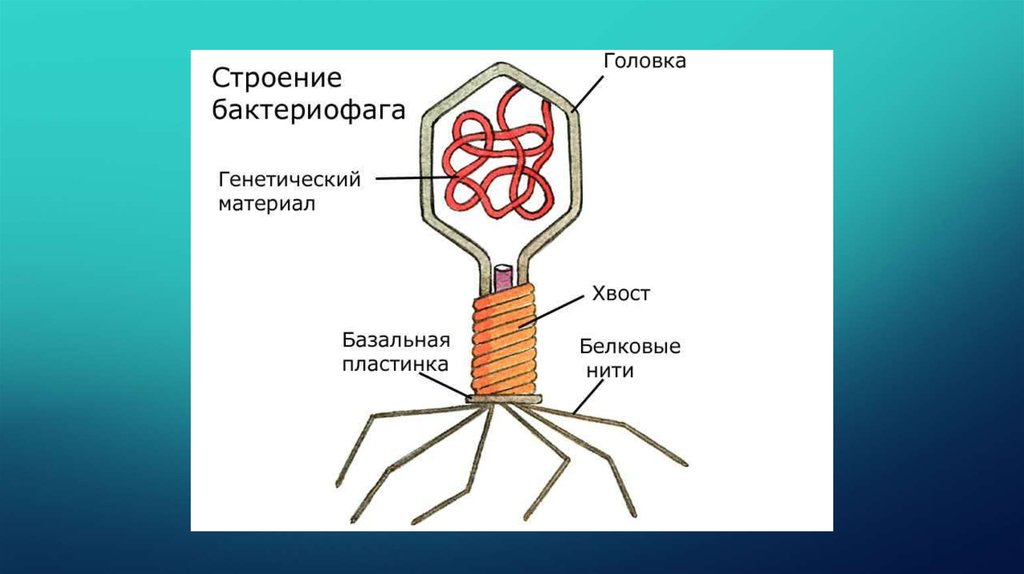 Вирусы. Жизненный цикл вирусов - презентация онлайн