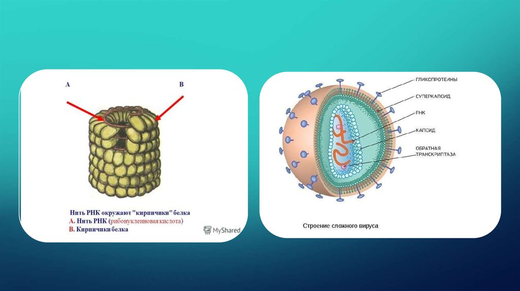 Нити белка. Строение вируса суперкапсид. Плюс нитевые РНК вирусы это. Строение вируса капсид суперкапсид. Вирус гриппа капсид.