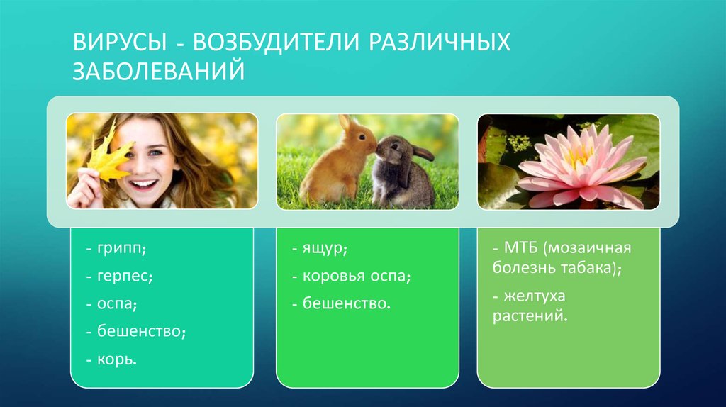 Вирусы - возбудители различных заболеваний