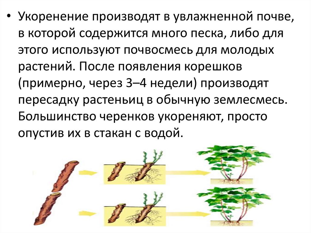 Черенкование комнатных растений презентация