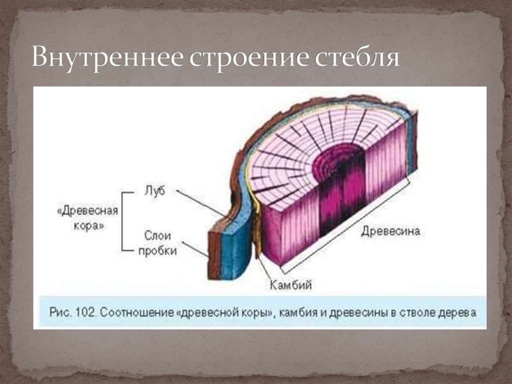 Стебель внутри. Внутреннее строение стебля. Внешнее и внутреннее строение стебля. Внутренние слои стебля. Наружный слой стебля.