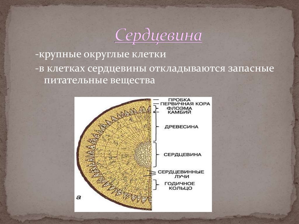 Сердцевина структура. Строение сердцевины. Сердцевина ткань. Особенности строения сердцевины. Клетки сердцевины.