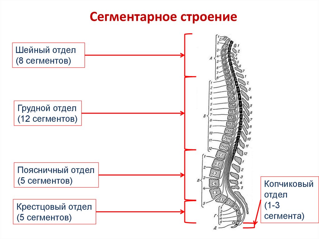 В позвоночнике выделяют отделы. Сегментарное строение спинного мозга. Сегментарное строение спинного мозга анатомия. Строение спинного мозга шейные сегменты. Функции шейных сегментов спинного мозга.
