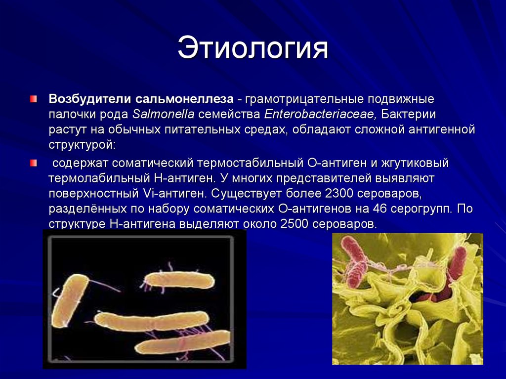 Каким образом чаще происходит сальмонеллез