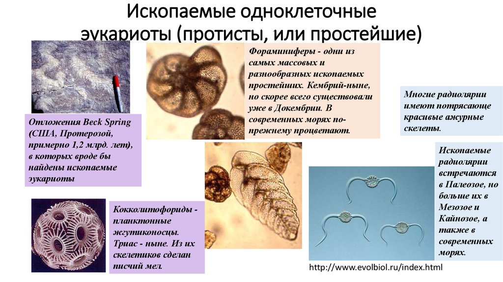 Ароморфозы растений и животных презентация