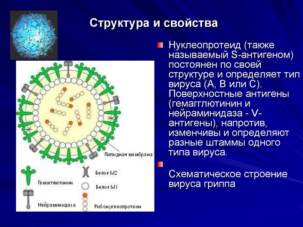 Действие вируса гриппа. Антигенная структура гриппа. Антигенная структура вируса гриппа схема. Антигенное строение вируса гриппа. Вирус гриппа строение антигенная структура.