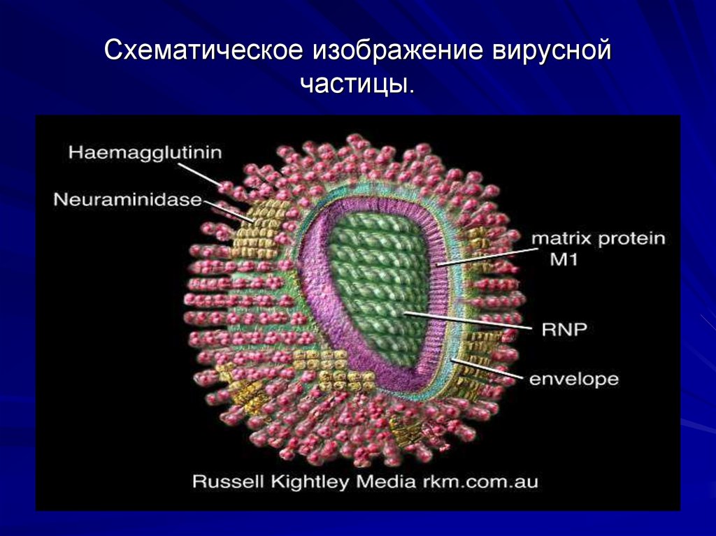 Вирусную частицу называют