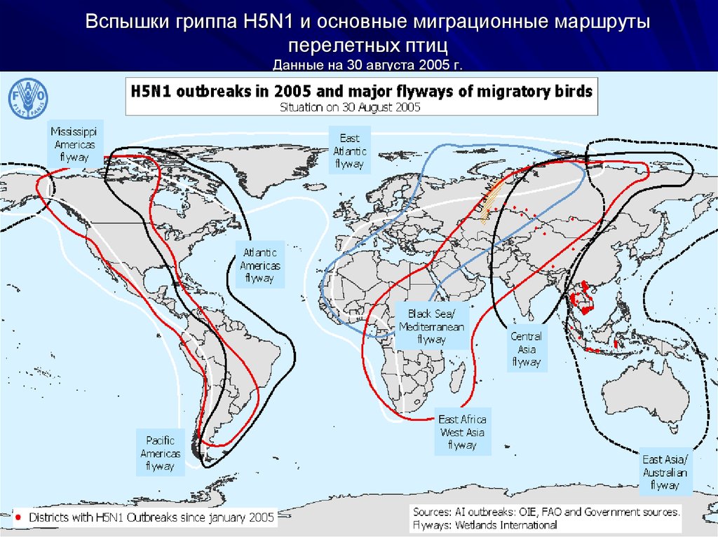 Карта миграции птиц