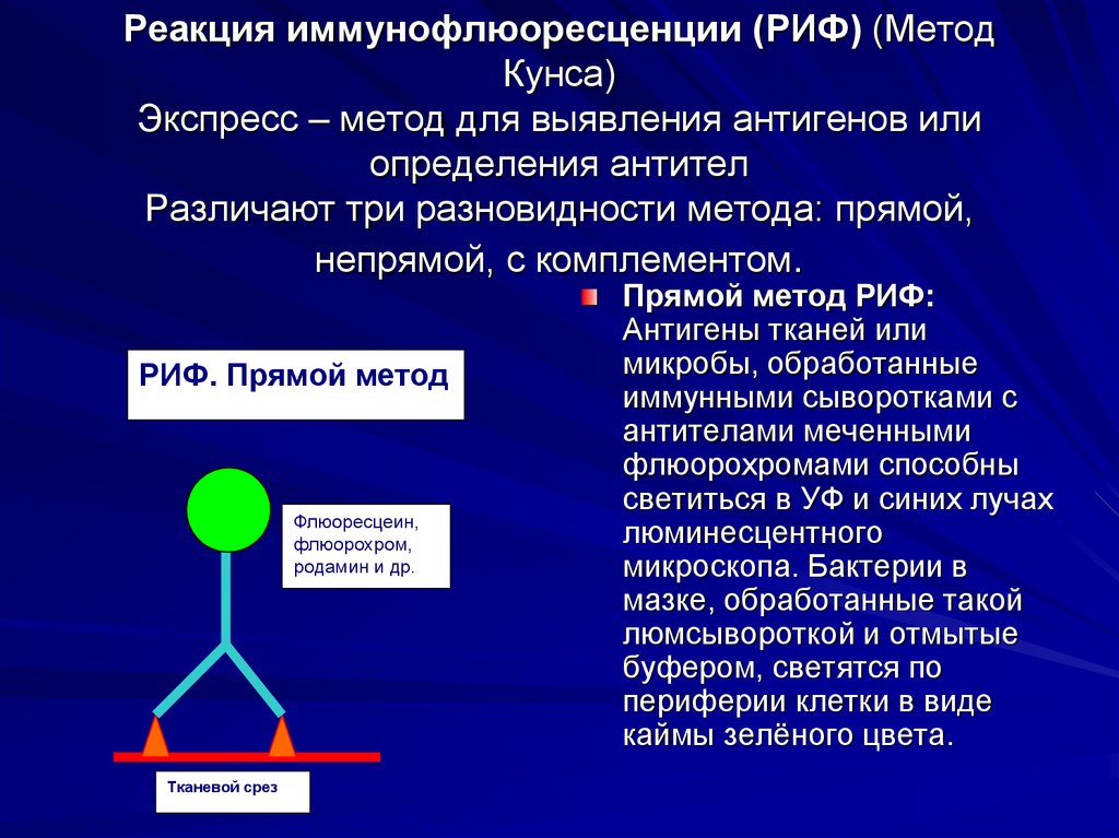 Принцип реакции. Реакция непрямой иммунофлюоресценции. Риф реакция иммунофлюоресценции. Механизм реакции иммунофлуоресценции (риф): прямой и непрямой.. Реакция иммунофлюоресценции (риф) непрямая.