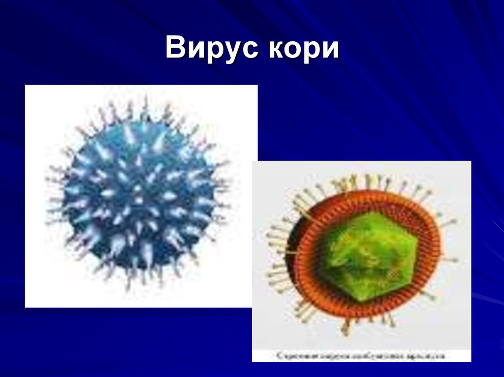 Вирус кори презентация