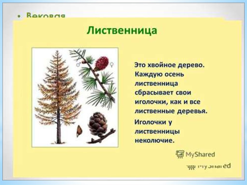 Лиственница лиственное. Лиственница это хвойное или лиственное дерево. Хвоинки лиственницы. Лиственница Сибирская это хвойное или лиственное. Форма хвоинок у лиственницы.