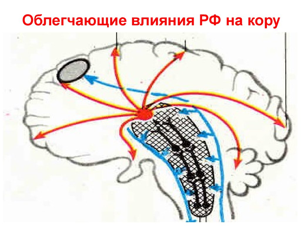 Влияние коры