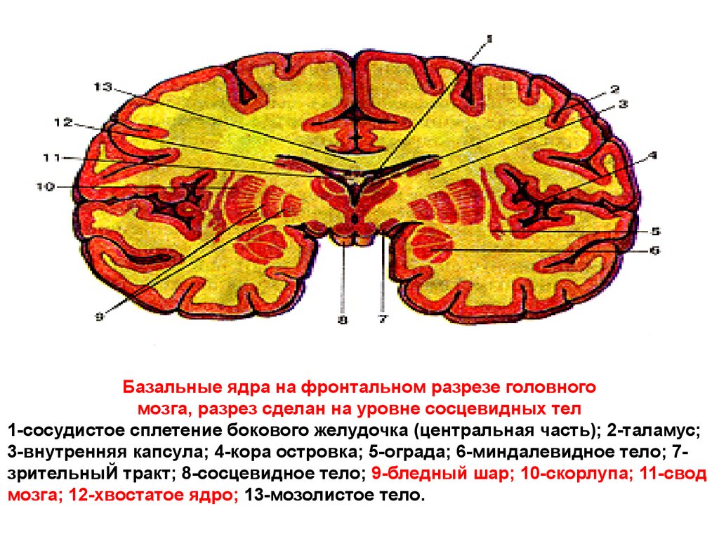 Подкорковые ядра полушарий. Горизонтальный срез головного мозга базальные ядра. Фронтальный срез головного мозга базальные ядра. Базальные ядра головного мозга анатомия.
