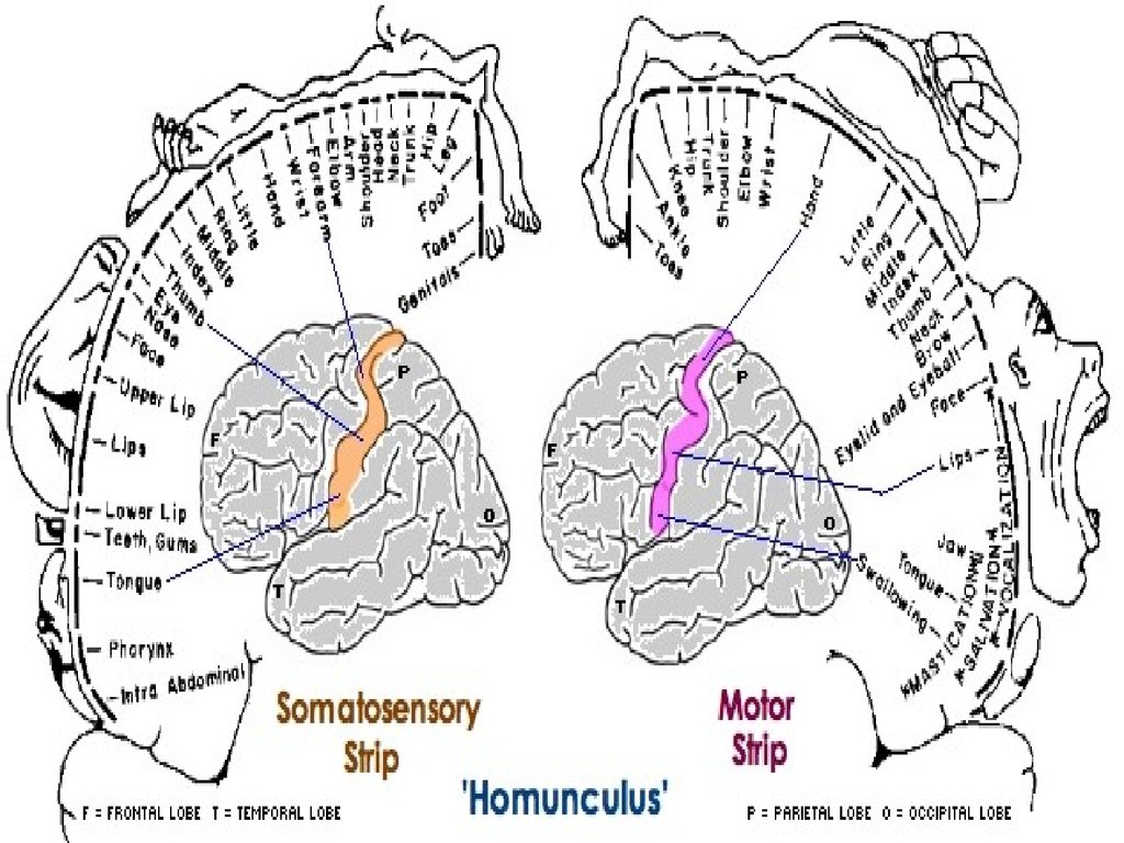 Базальные ганглии мозга. Базальные ганглии больших полушарий головного мозга. Базальные ганглии левого полушария. Физиология больших полушарий. Физиология коры большого мозга.