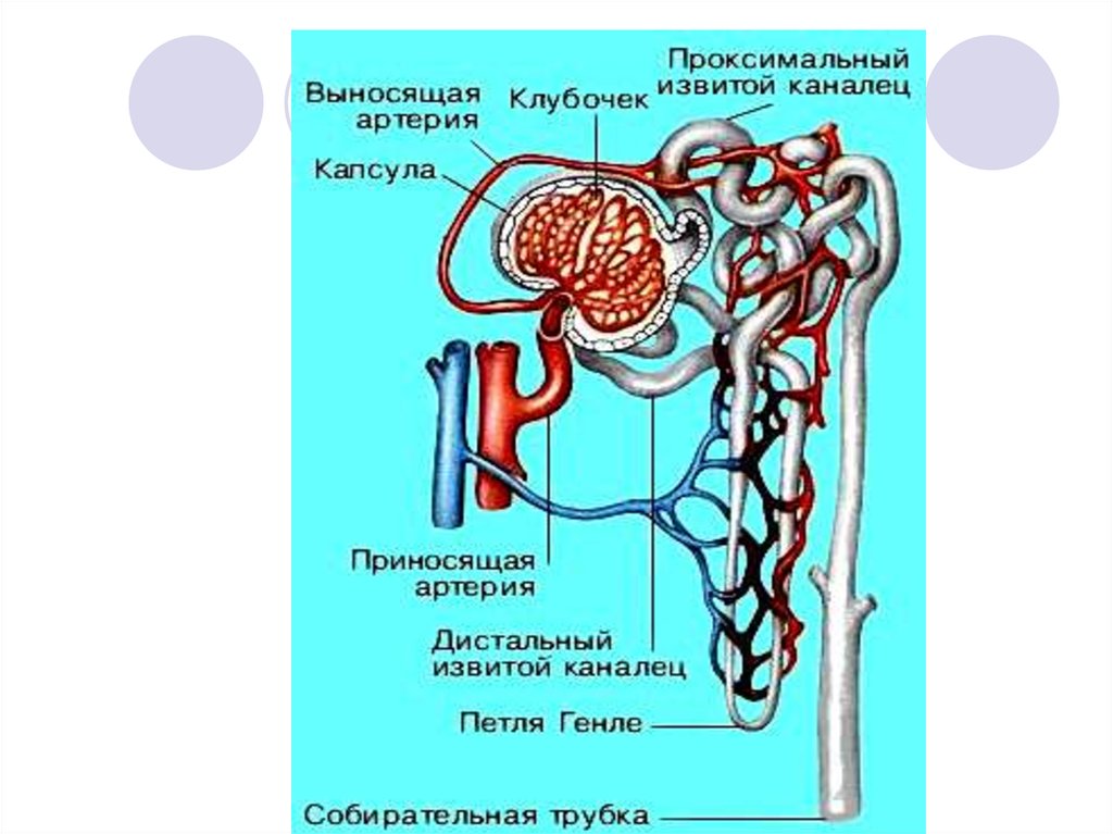 Отметь нужные термины и подпиши рисунок