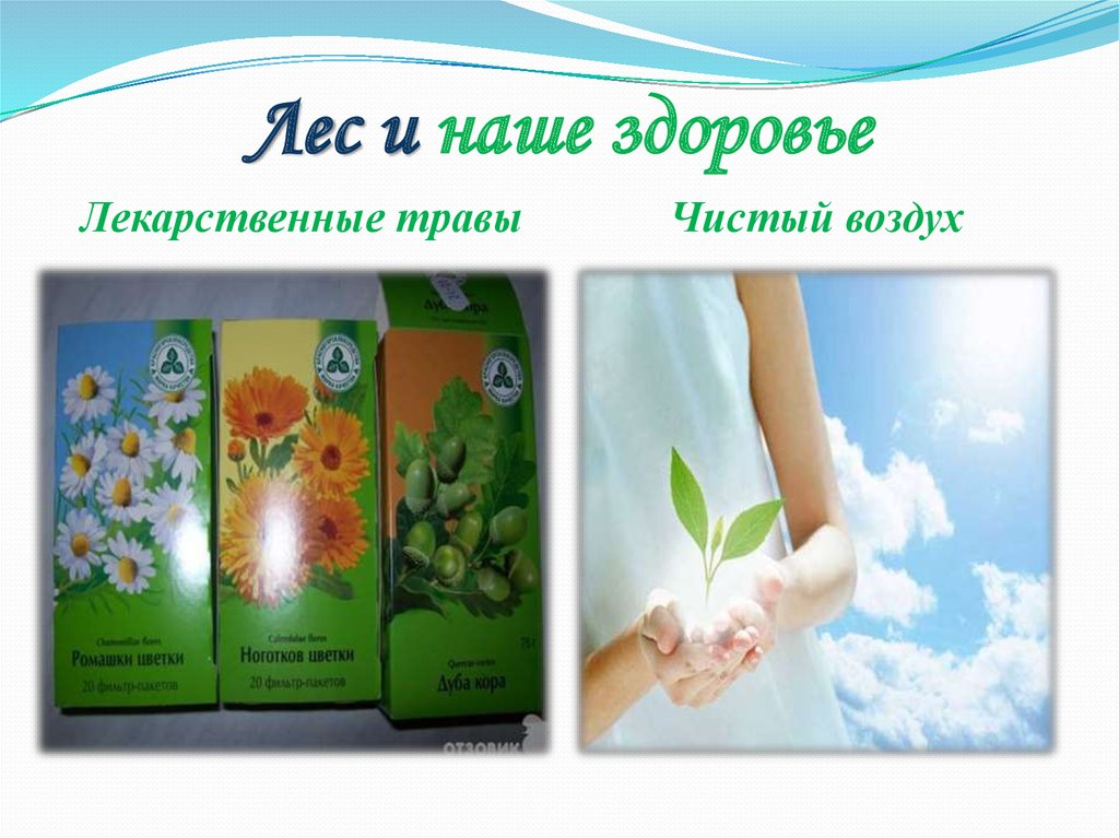 Лес и наше здоровье