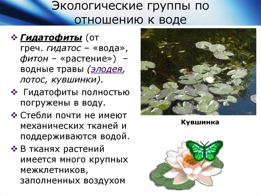 Экологическая группа гидрофиты. Экологические группы по отношению к воде. Экологические группы растений по отношению. Экологические группы водных растений. Экологически группы растений по отношению к воде.