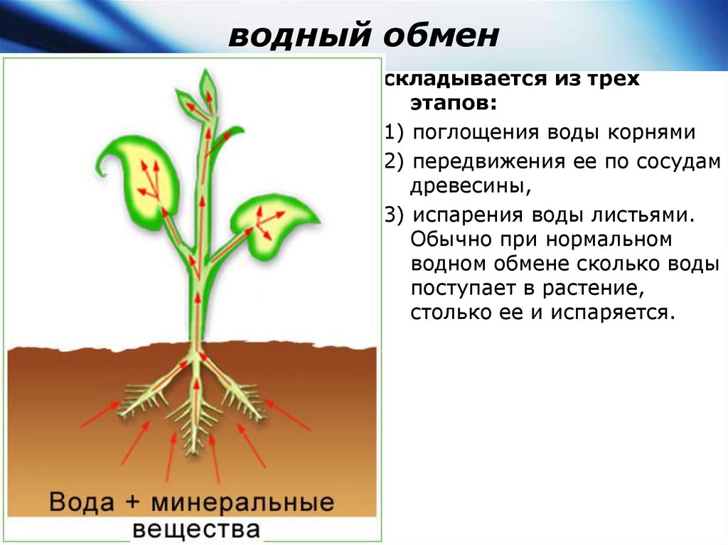 Переместилось корень. Передвижение воды в растении. Вода поступает в растение. Поглощение воды растением. Движение воды по растению.