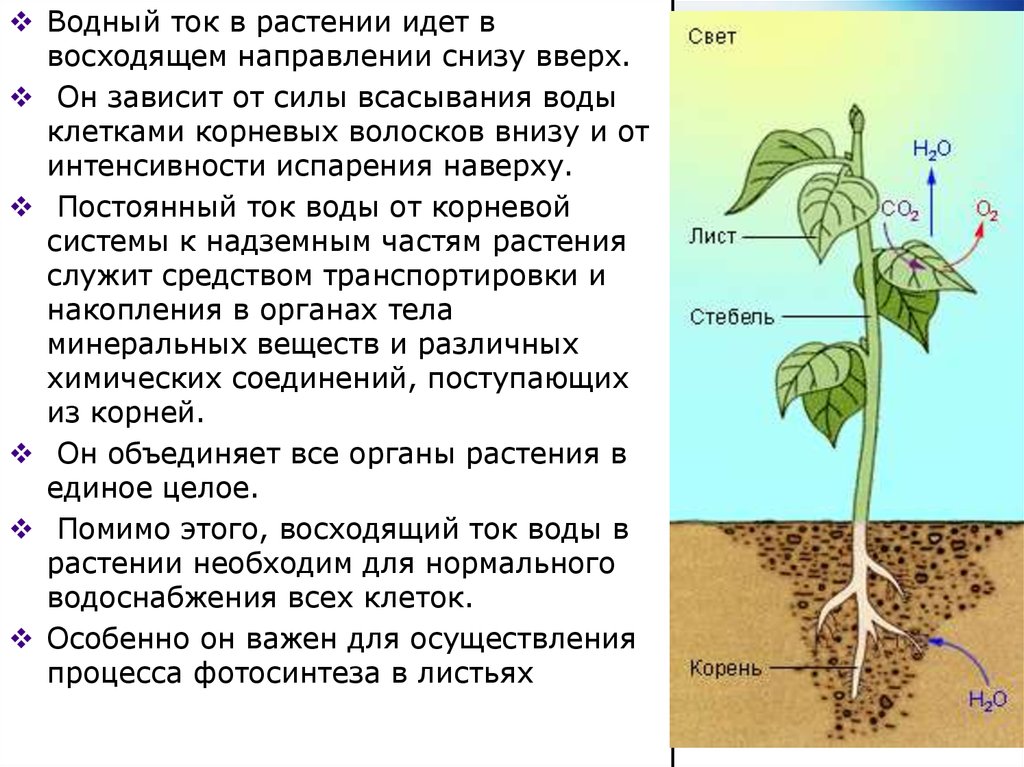 Лист обеспечивает корень. Всасывание воды растениями. Перемещение воды по растению. Всасывание воды корнем растений. Транспорт воды в растении.