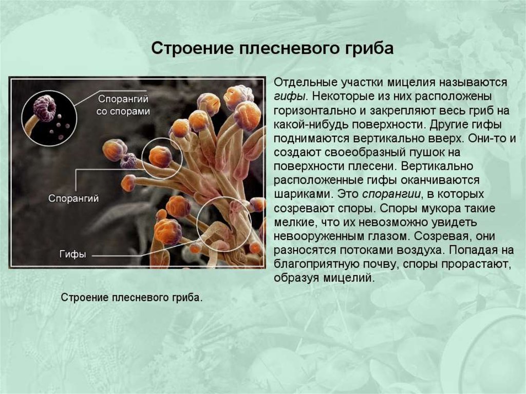 Плесневые грибы проект