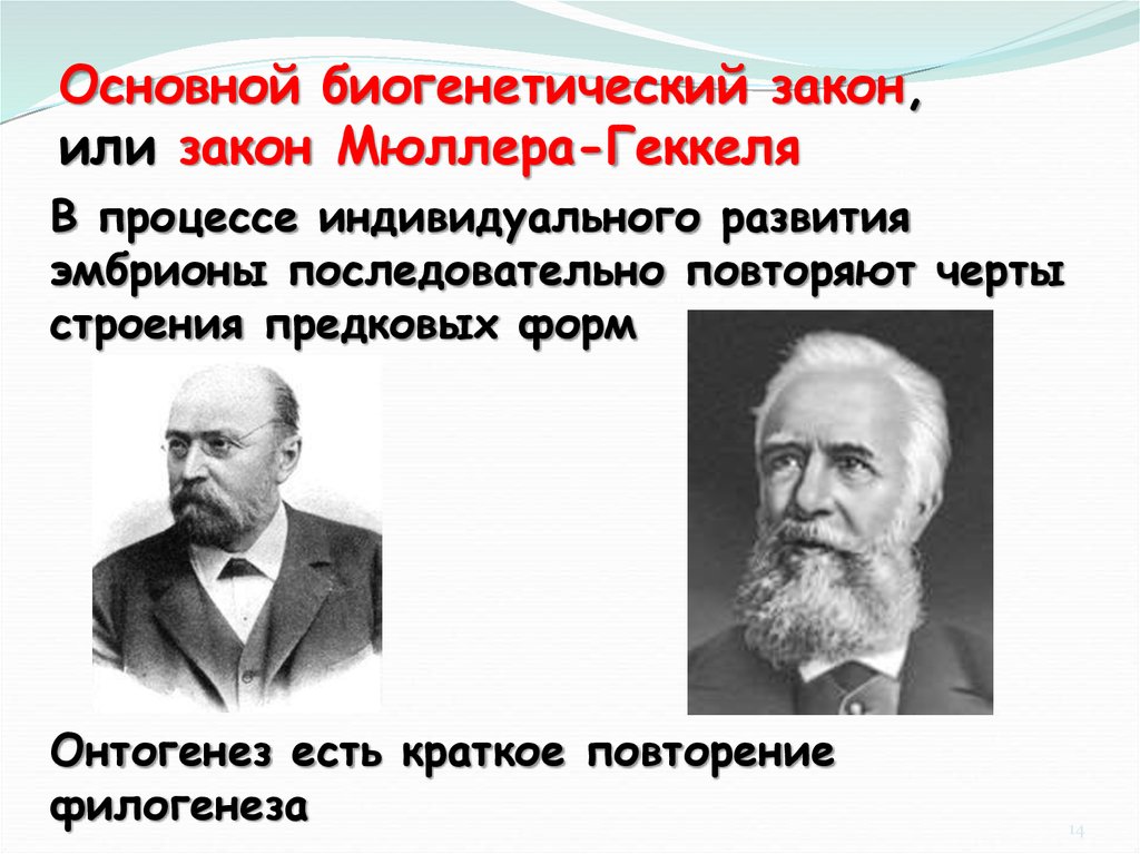 Закон геккеля мюллера. Основной биогенетический закон Геккеля-Мюллера. Основной биогенетический закон э. Геккеля и ф. Мюллера. Основной биогенетический закон. Закон Геккеля-Мюллера формулировка.