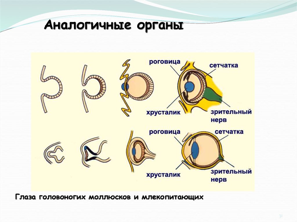 Аналогичные органы. Глаза головоногих моллюсков и глаза позвоночных животных. Строение глаза головоногих. Головоногие моллюски строение глаза. Строение глаза головоногих моллюсков.