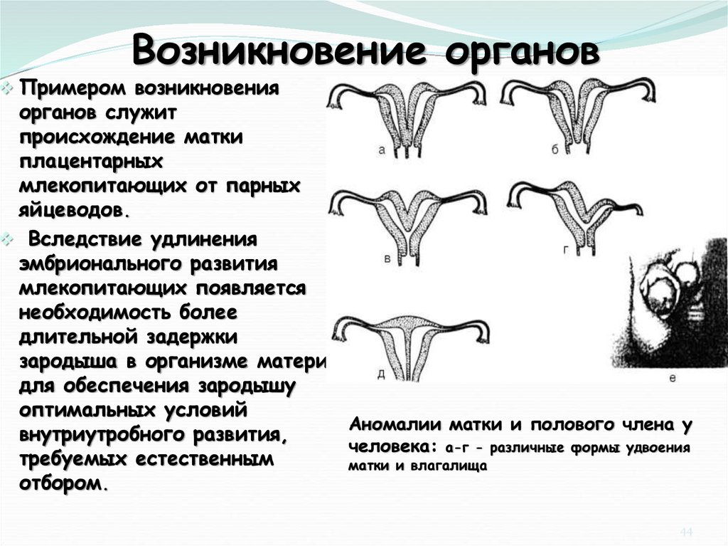 Возникновение органа. Происхождение плацентарных млекопитающих. Яйцевод у млекопитающих.