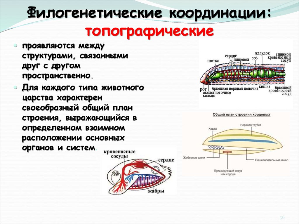 Механизмы соотносительных преобразований органов и систем органов. Типы филогенетических координаций. Филогенетические координации. Топографические координации. Биологические координации в филогенезе.