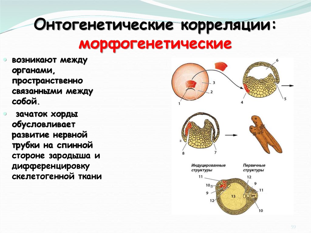 Онтогенез основа филогенеза презентация