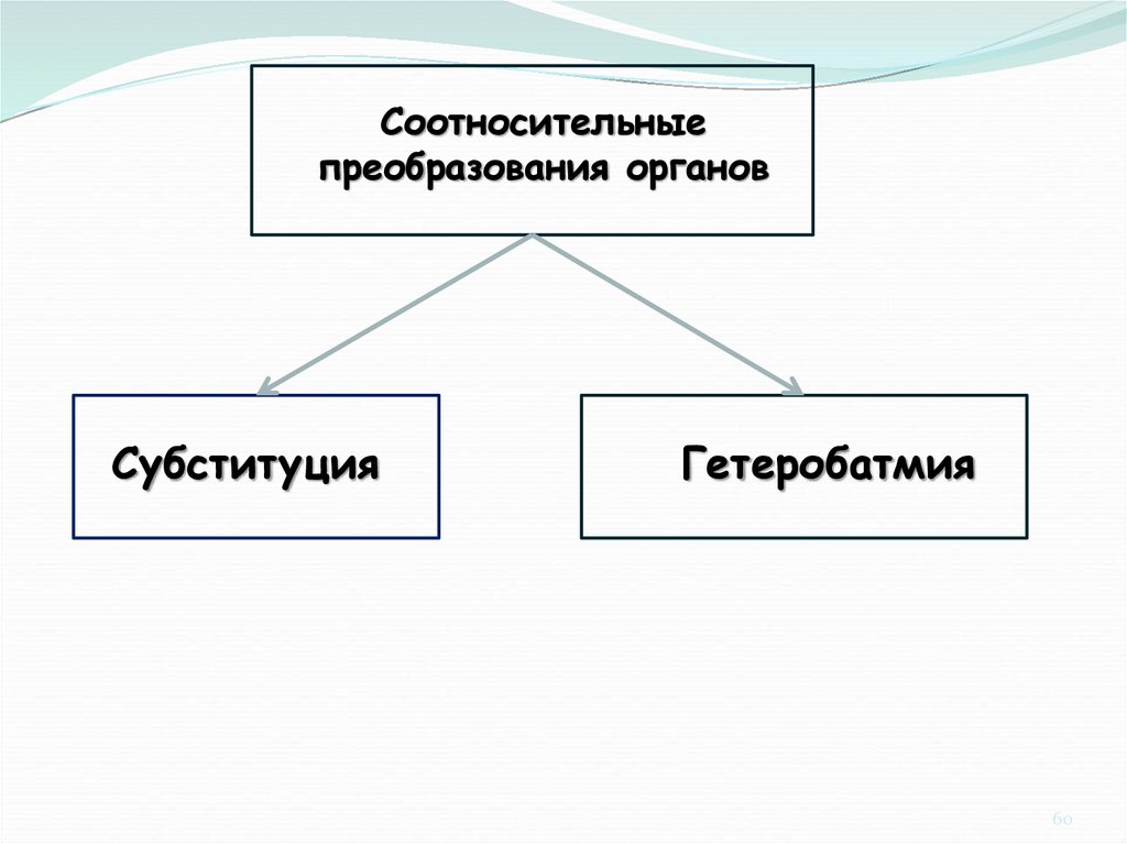 Механизмы соотносительных преобразований органов и систем органов. Соотносительные преобразования органов. Гетеробатмия. Координация соотносительное преобразование органов это. Пример гетеробатмии.