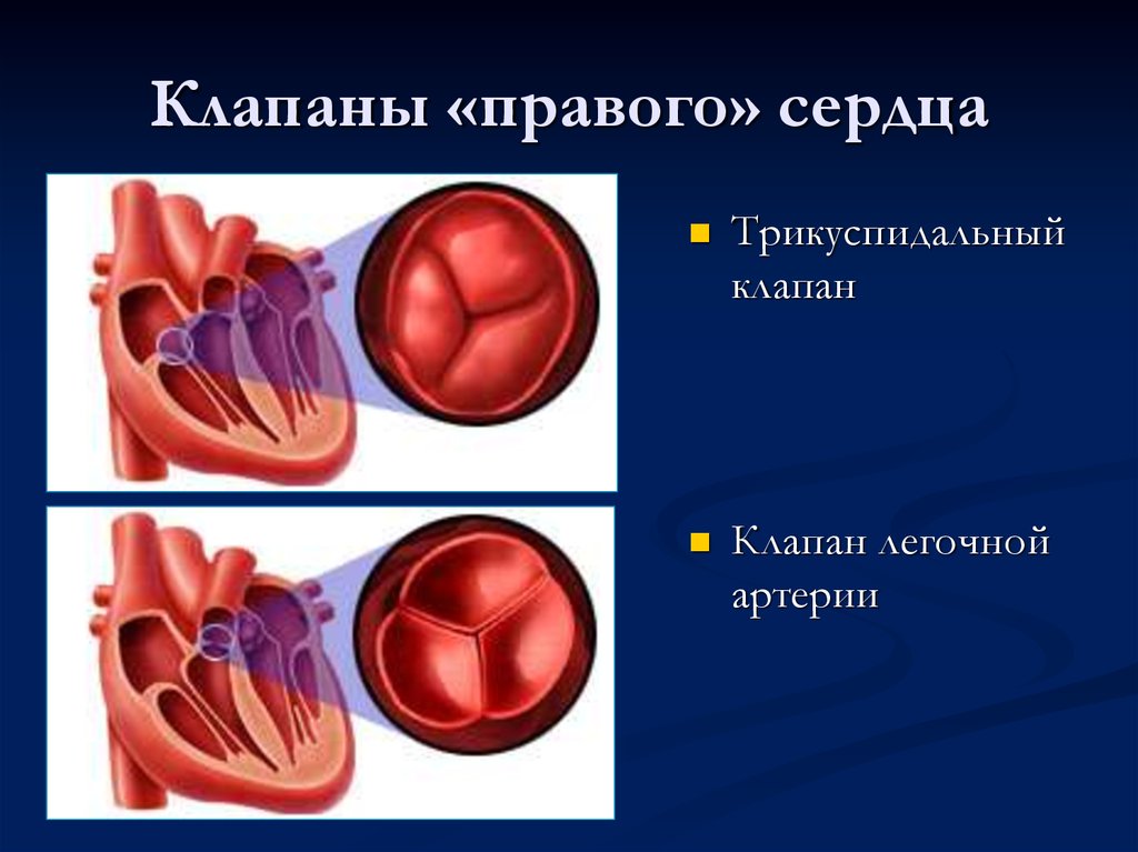 Клапаны сердца рисунок. Сердце клапан легочной артерии. Строение клапана легочной артерии. Трикуспидальный клапан сердца. Трикуспидальный клапан это клапан.