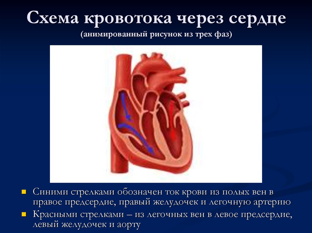 Кровь движется из предсердий в желудочки. Ток крови в сердце схема. Схема кровотока в сердце. Строение сердца и ток крови. Строение сердца движение крови.
