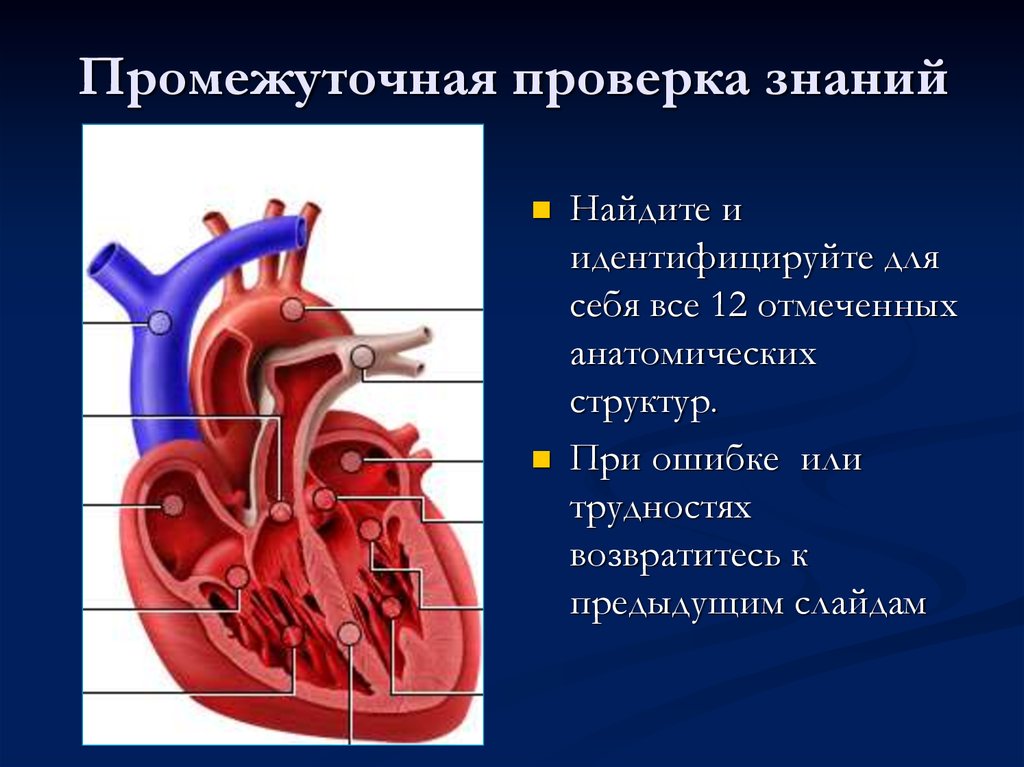 Методы лучевого исследования сердца и сосудов презентация