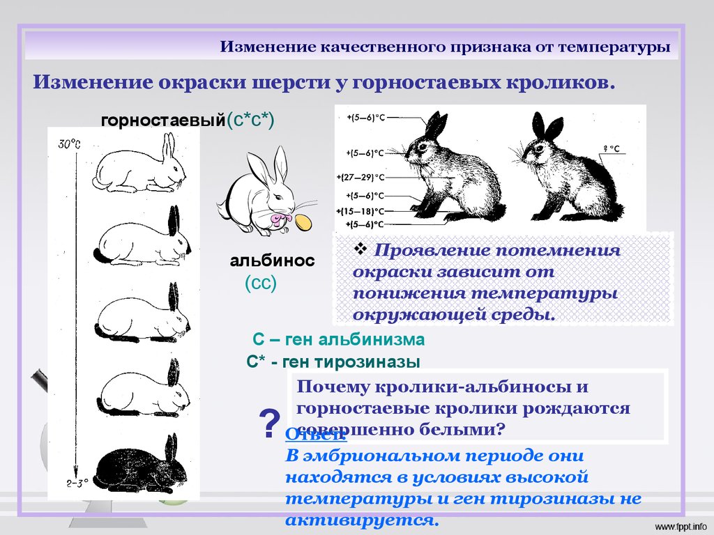Изменение формы и окраски. Модификационная изменчивость кролик. Рецессивный эпистаз кролики. Фенотипическая модификационная изменчивость. Норма реакции гималайского кролика.