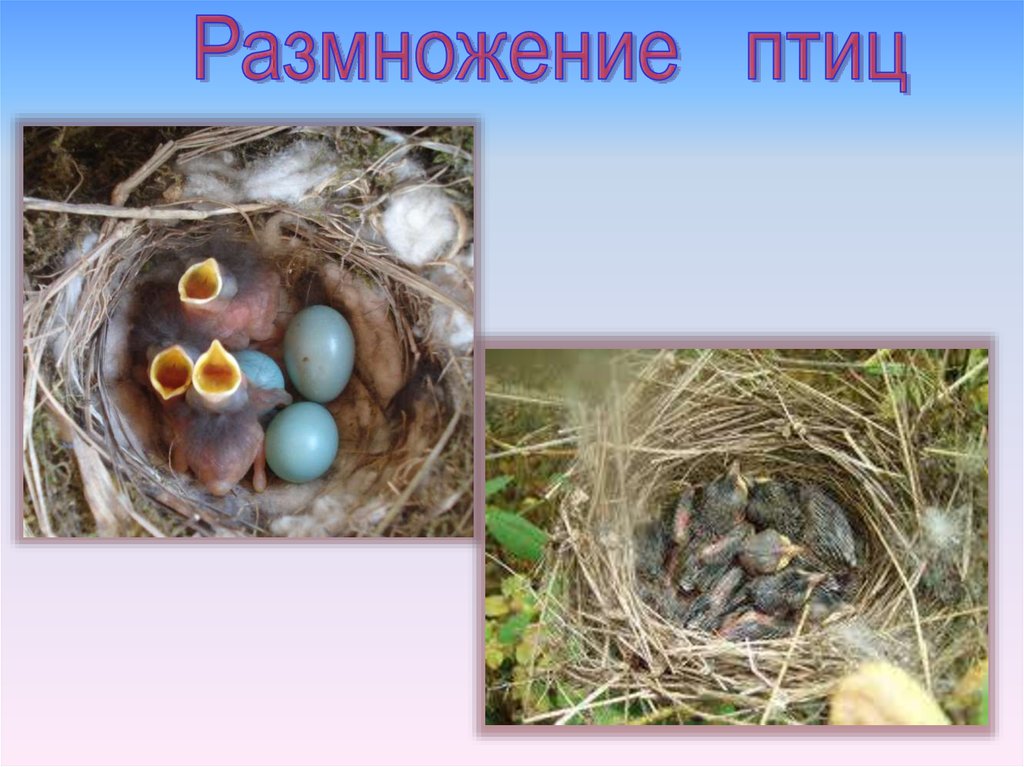 Определите тип развития птенцов. Размножение птиц. КСК размножаются птицы. Как происходит размножение у птиц. Птичье размножение.
