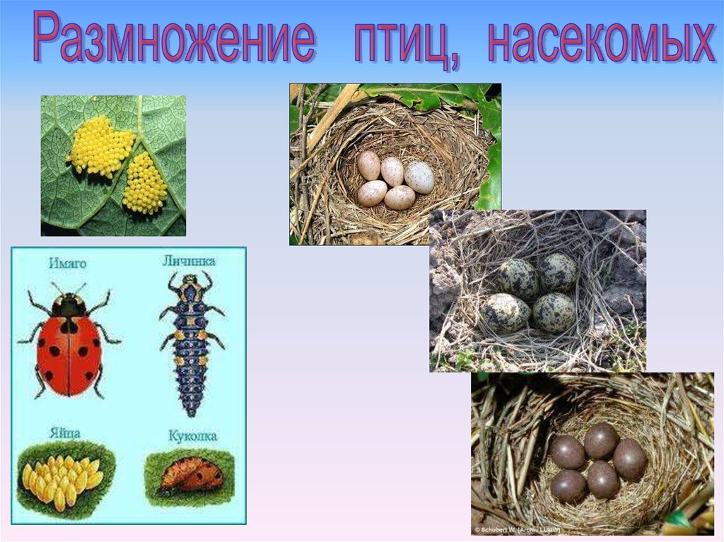 Размножение птиц. Сходство в размножении. Птиц и насекомых. Разные яйца птиц насекомых животных. Как размножаются птички. В чем сходство размножения птиц и насекомых.