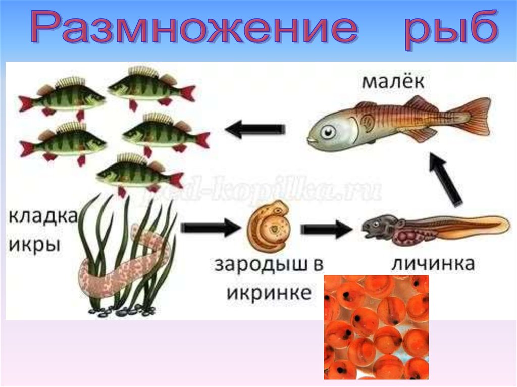 Тип развития щуки. Размножение рыб. Этапы размножения рыб. Размножение рыб схема. Стадии развития рыбы схема.