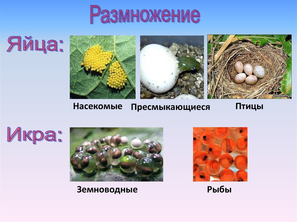 Размножение яйца. Размножение яйцами. Как размножаются земноводные икра или яйца. Земноводные способ размножения яйца или икра.