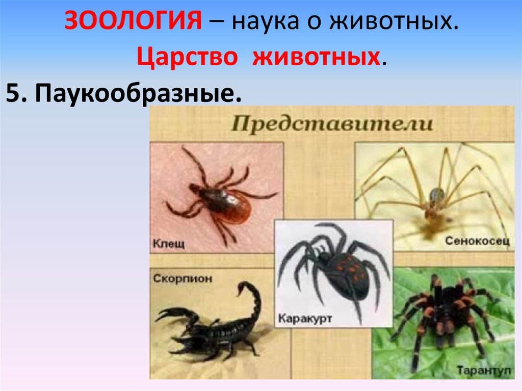 Класс паукообразные отряды. Подтип хелицеровые. Хелицеровые представители. Животные Зоология паукообразные. Пауки примеры.