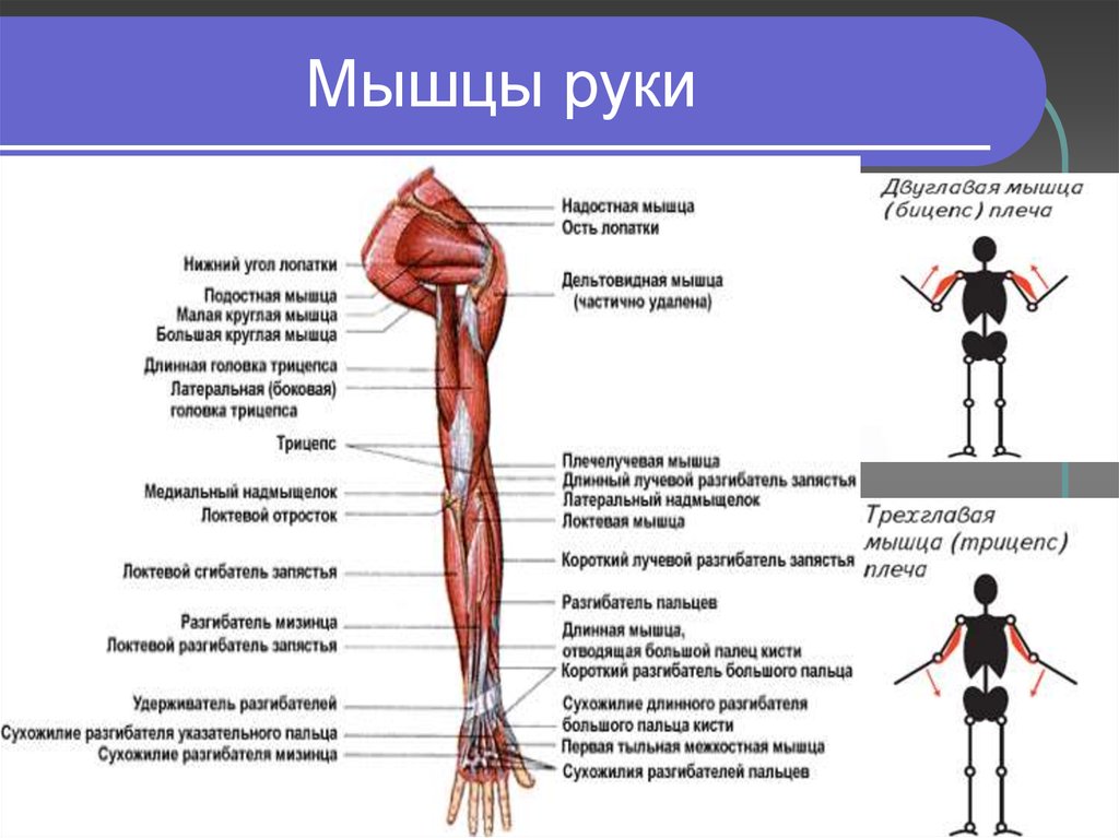 Анатомия мышц рук человека. Строение мышц руки человека. Мышцы руки схема. Мышцы рук анатомия и функции.