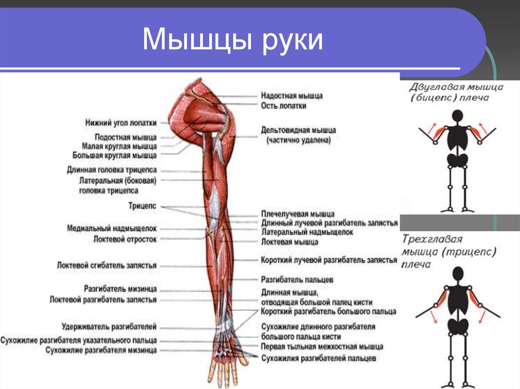 Мышцы руки схема