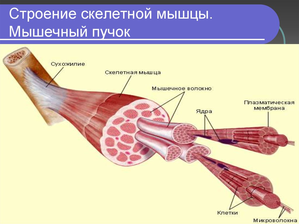Строение скелетного мышечного волокна. Строение мышечного пучка рисунок. Микроскопическое строение скелетных мышц. Строение скелетной мышцы человека 8 класс. Строение мышечных Пучков.