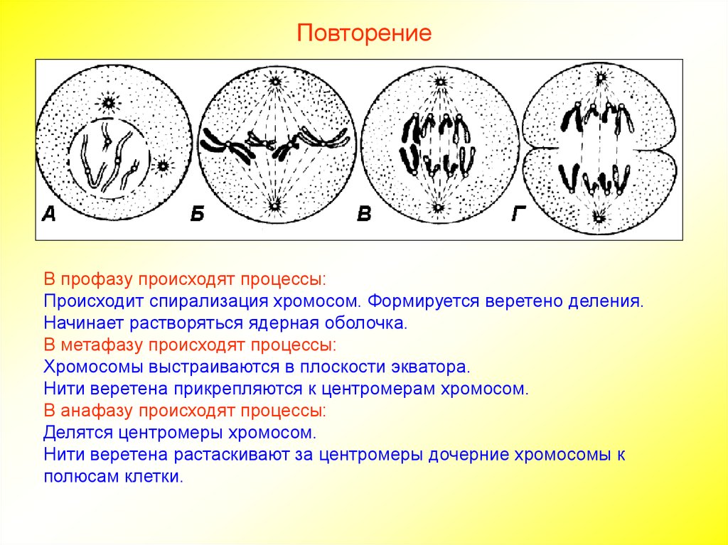 В результате митоза формируется. Деспирализация хромосом в метафазе. Ядерная мембрана митоз. Митоз спирализация хромосом фаза. Спиридизацич хромосом.