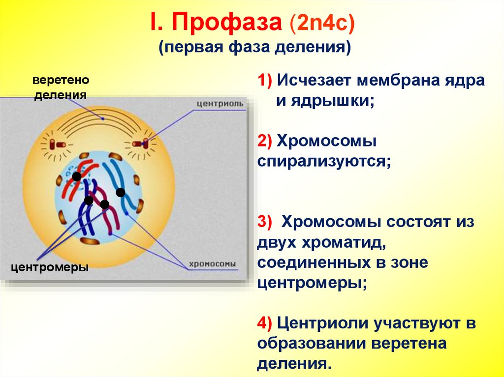 Расхождение центриолей к полюсам клетки фаза. Профаза 1 и профаза 2. Фаза митоза профаза (2n4c). Профаза ядро ядерные оболочки ядрышки. Профаза 1 деления.