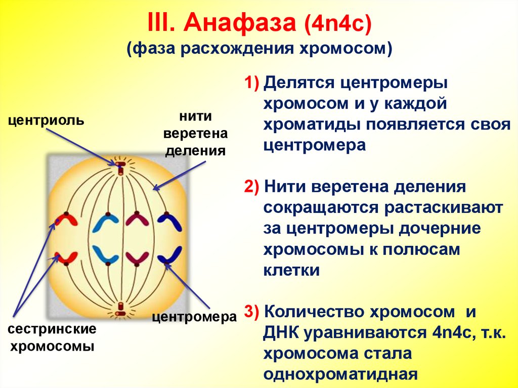 Расхождение центриолей к полюсам клетки фаза. Митоз анафаза 4n4c. Анафаза митоза 2. Метафаза анафаза телофаза анафаза. Метафаза митоза и мейоза.