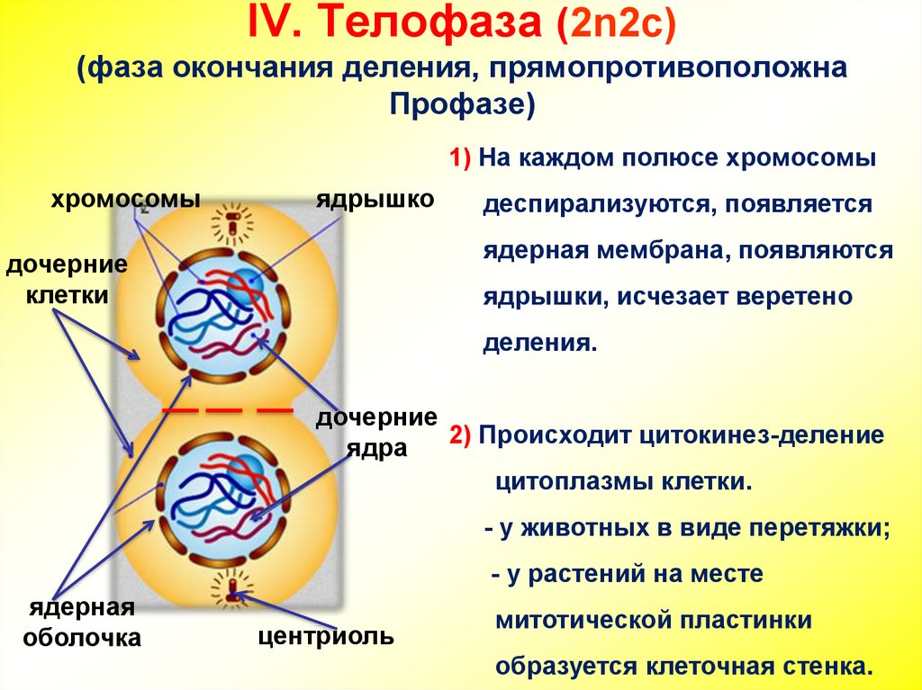 Деление профазы. Фазы клеточного деления профаза. Фазы митоза 2n=. Митоз кариокинез и цитокинез. Фаза митоза профаза процессы.