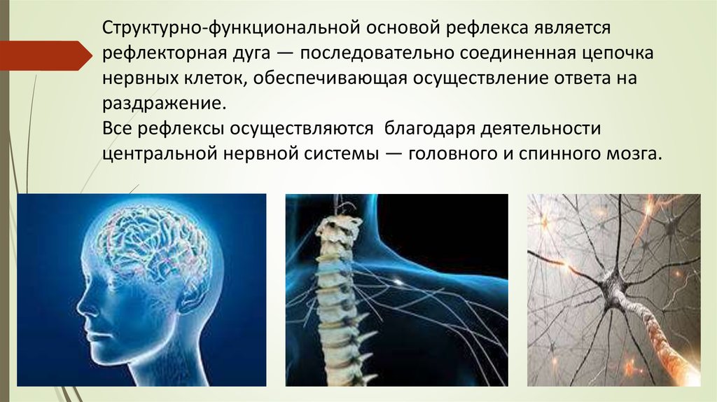 Нервная цепочка. Структурно-функциональной основой рефлекса. В основе работы нервной системы находятся рефлексы?. Рефлексы являются основой. Последовательные цепи нервной системы.