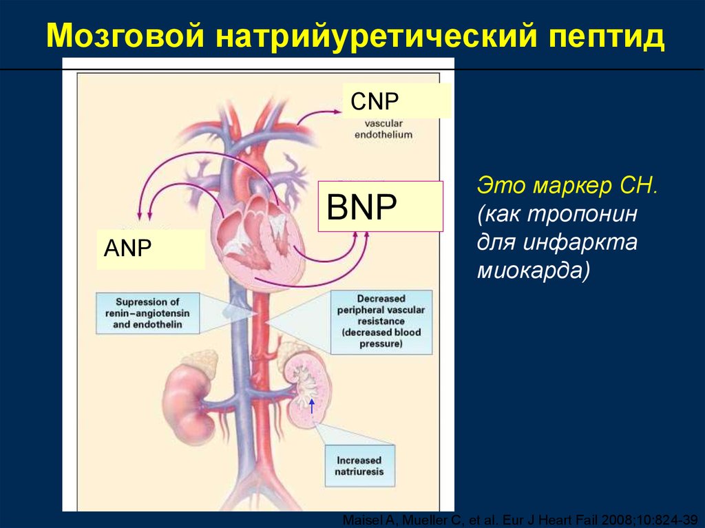 N терминальный фрагмент натрийуретического пропептида. Мозговой натрийуретический гормон норма. Мозговой натрийуретический пептид. Натрий уроктический Пертид. Натрий урентический пептид.