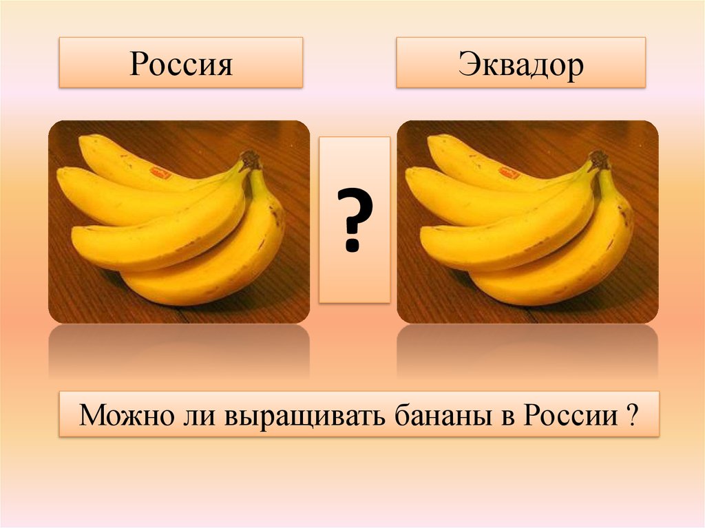 Бананы растут в россии. Где растут бананы карта. Бананы в России выращивают. Где выращивают бананы в России.